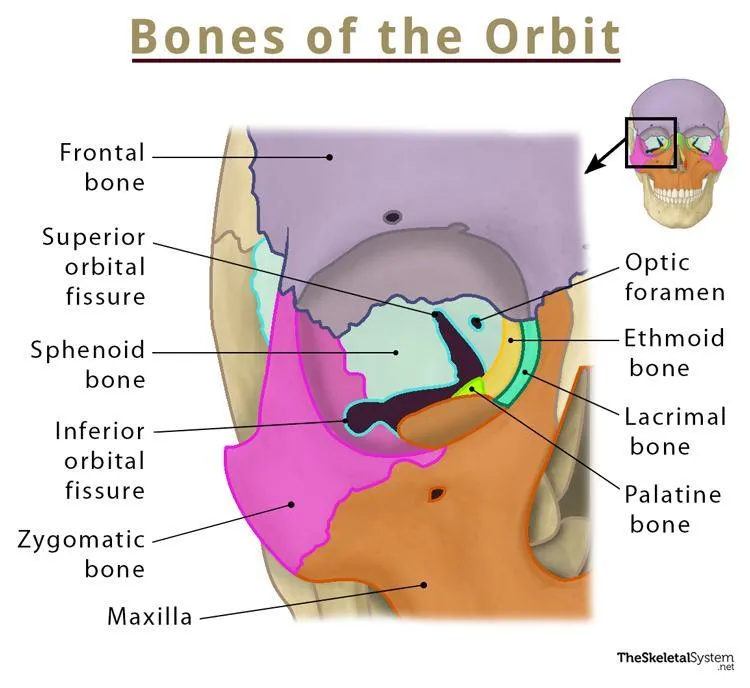 Bones of the Orbit Diagram