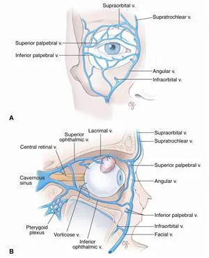 Orbital Venous Drainage Diagram