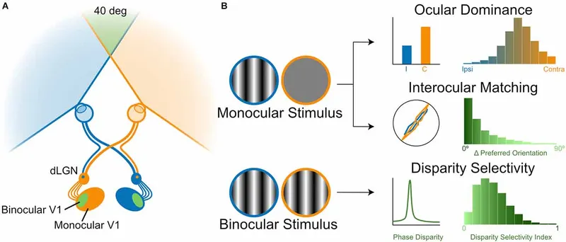 Visual pathway changes in amblyopia