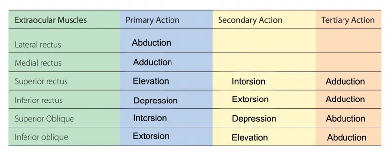 Extraocular Muscle Actions Table