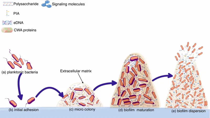 Bacterial Biofilm Formation Stages