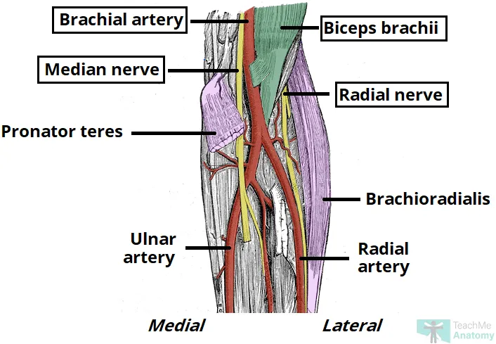 Cubital Fossa Anatomy: Arteries, Nerves, Muscles