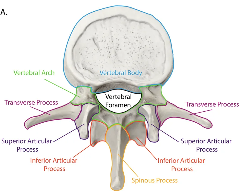 Anatomy of a typical vertebra
