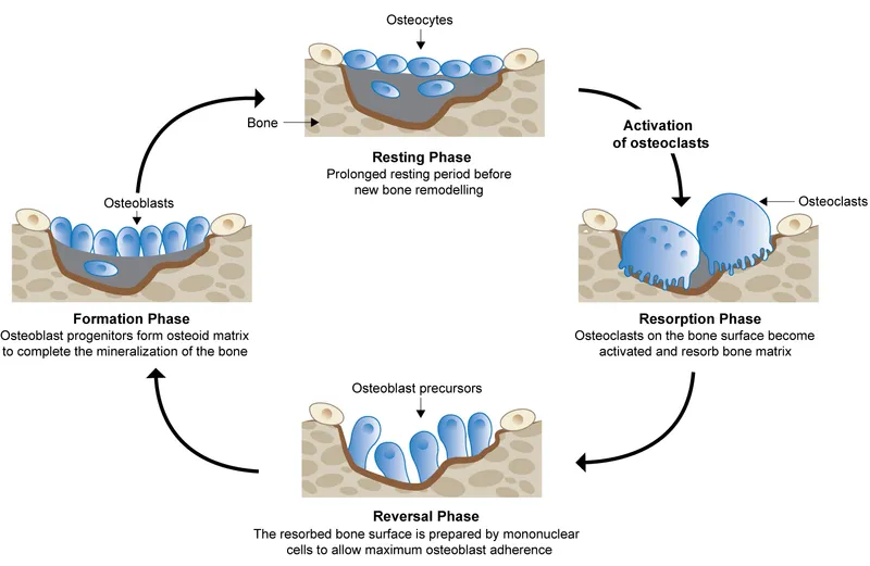 Bone Remodeling Cycle
