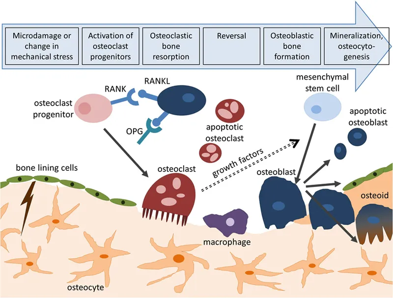 Bone Remodeling Cycle