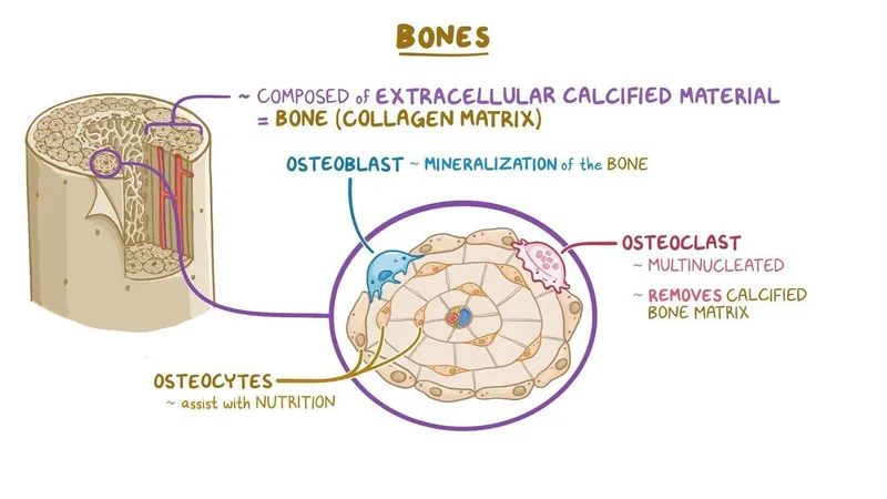 Bone structure and function with osteoblasts, clasts, cytes