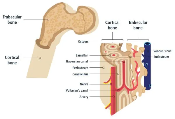 Bone structure: cortical, trabecular bone, and osteon