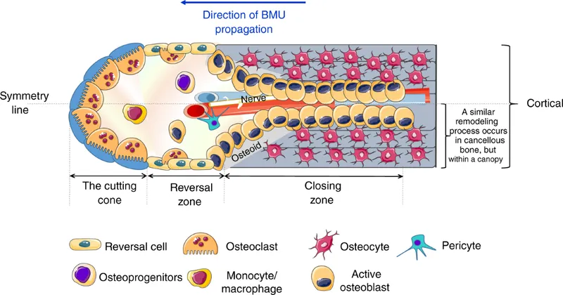 Bone Remodeling Unit (BMU) Structure