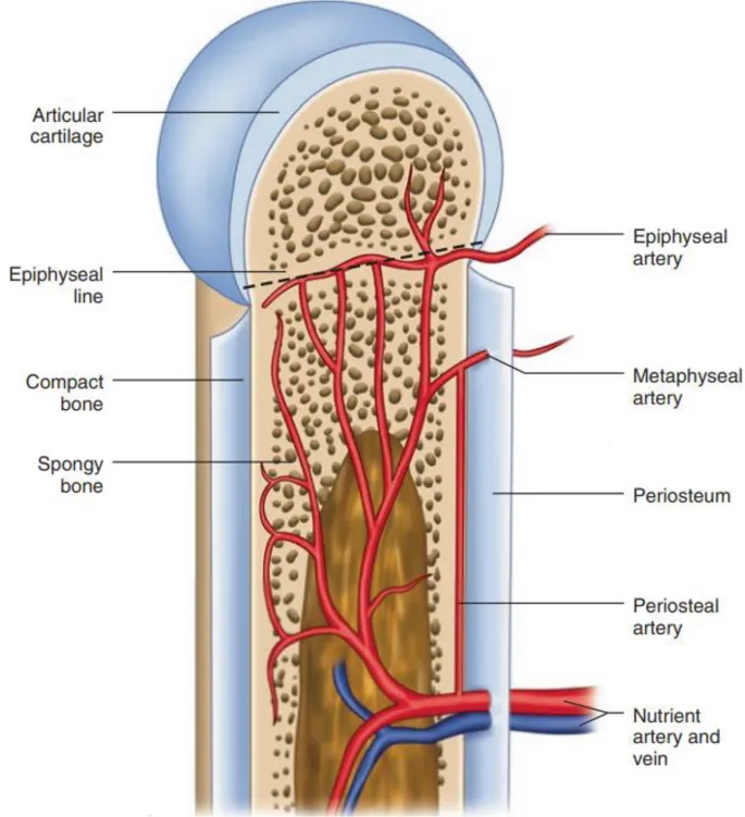 Bone blood supply diagram