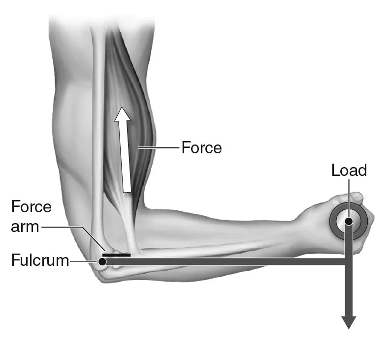 Class 3 Lever in Human Arm