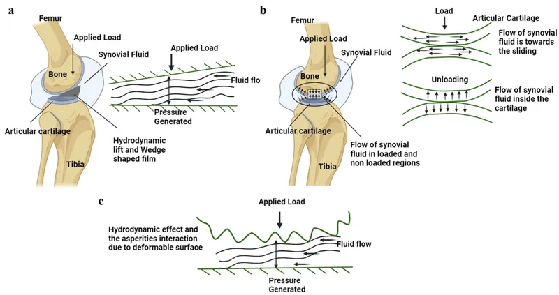 Joint Lubrication Mechanisms Diagram