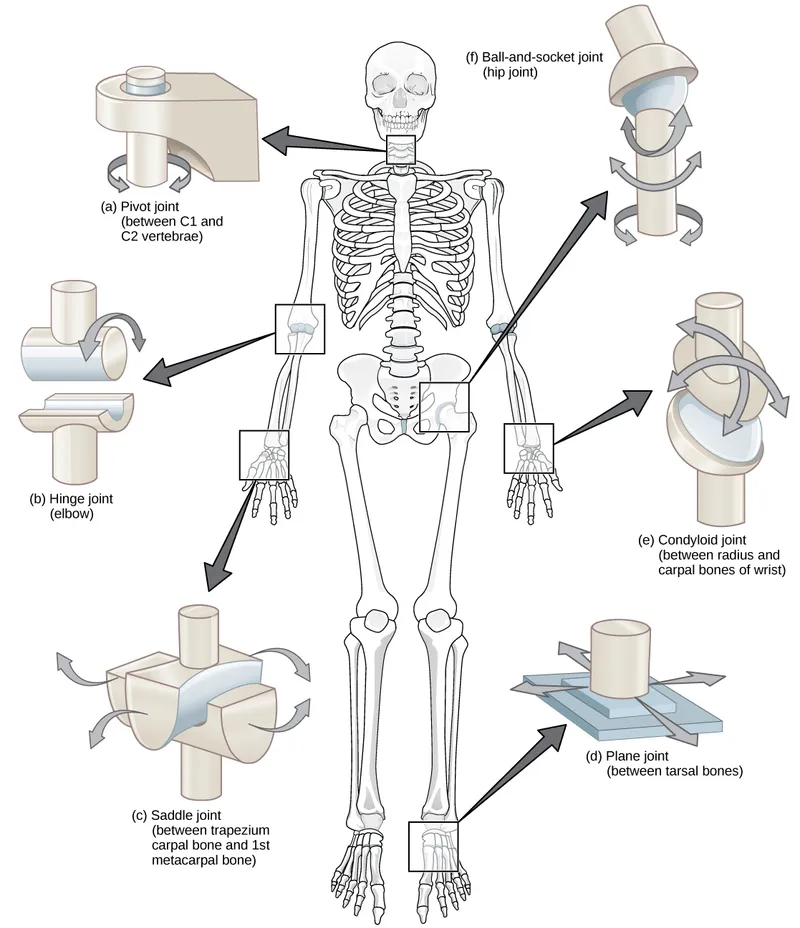 Types of Synovial Joints and Axes of Motion