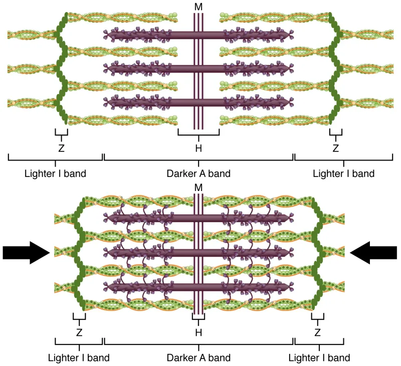Sliding Filament Theory: Sarcomere relaxed vs contracted