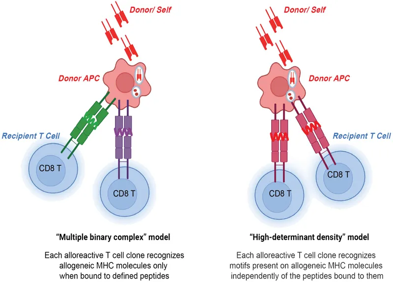 T cell recognition of allogeneic MHC molecules