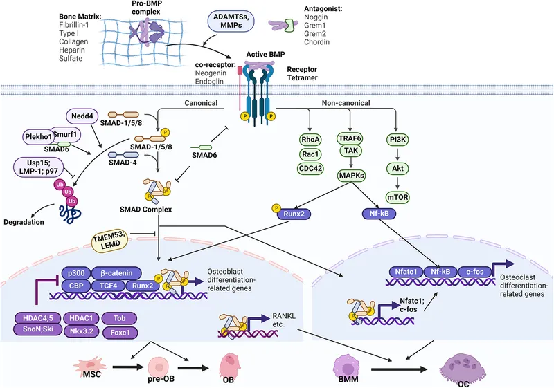 BMP signaling pathway and osteogenesis/osteoclastogenesis