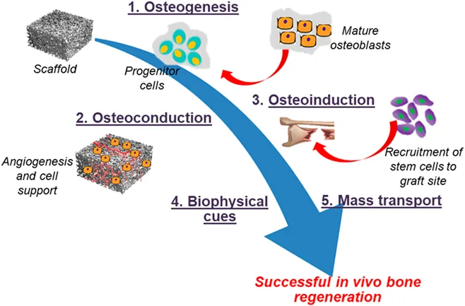 Bone graft regeneration process