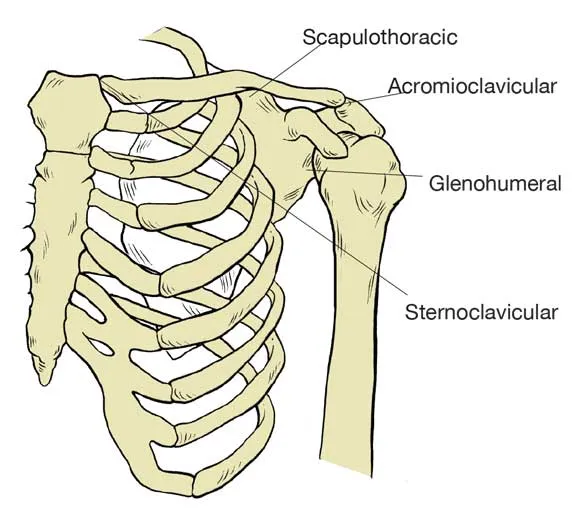 Shoulder Joint Complex: Scapulothoracic, AC, GH, SC Joints