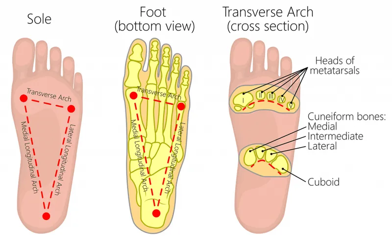 Foot arches and supporting structures