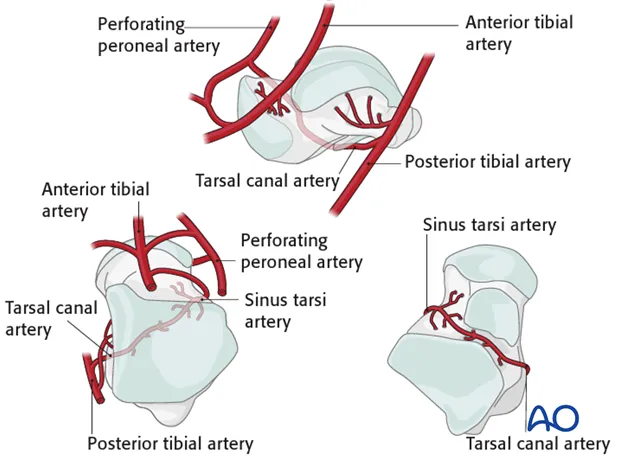 Talus blood supply