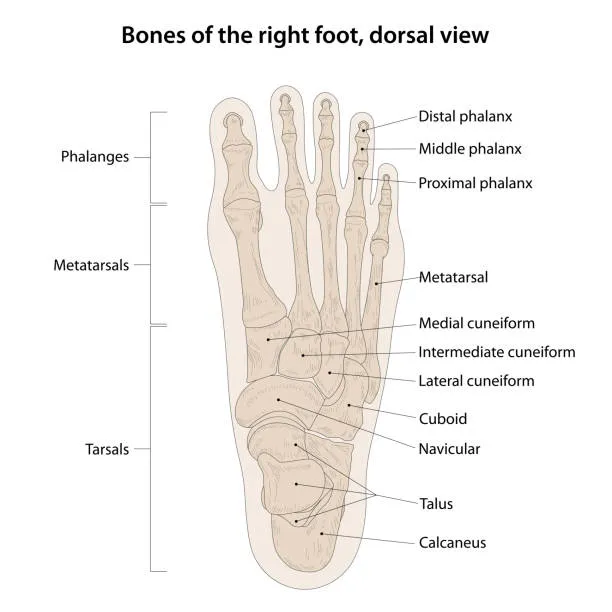 Bones of the right foot, dorsal view