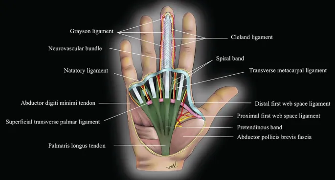 Anatomy of palmar fascia and related structures