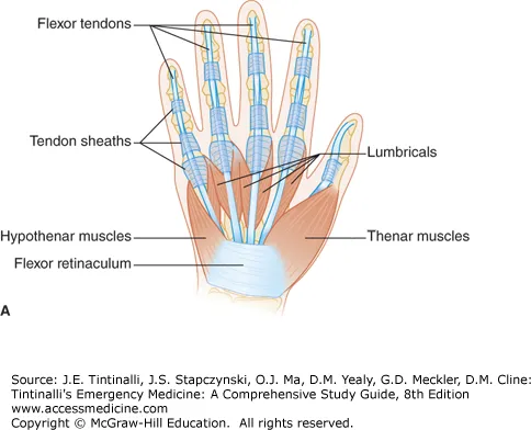Intrinsic muscles of the hand