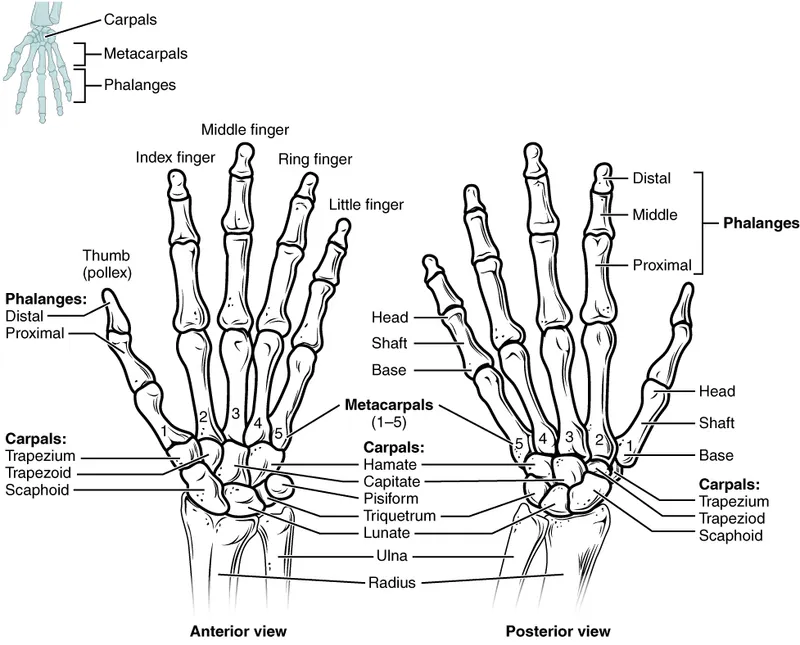 Hand skeleton anterior and posterior views with labels