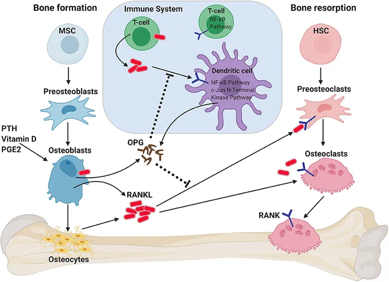 RANKL-OPG pathway in bone formation and resorption