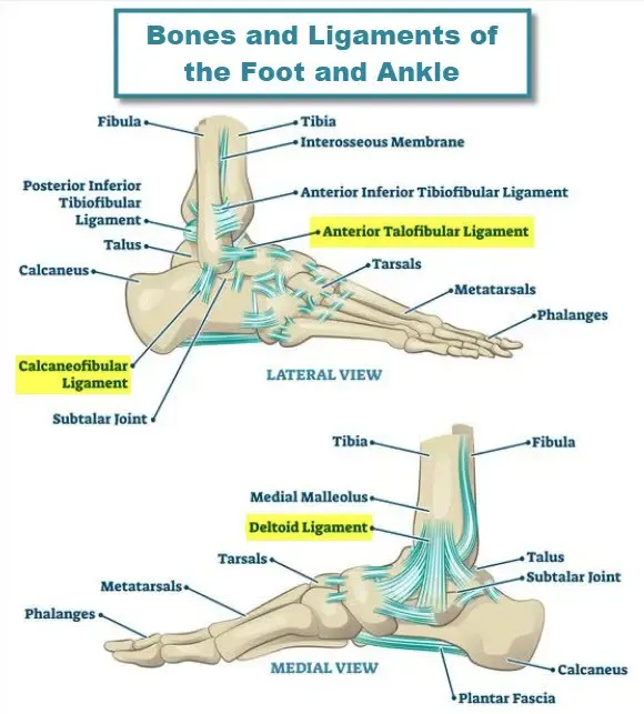 Bones and Ligaments of Foot and Ankle