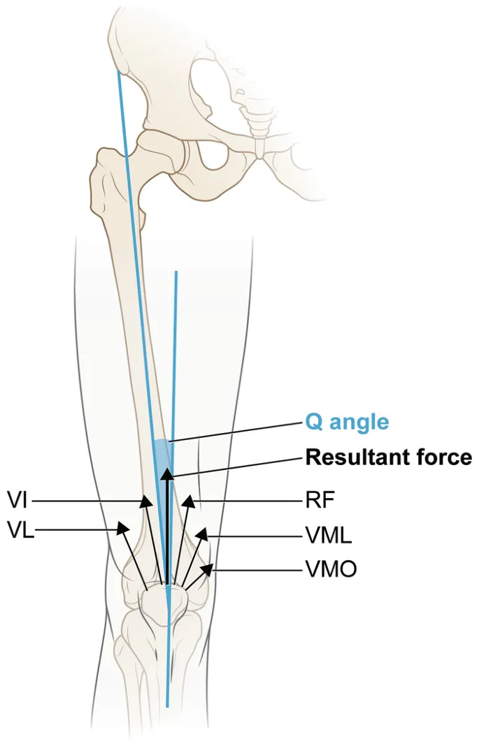 Q-angle and resultant force on patella