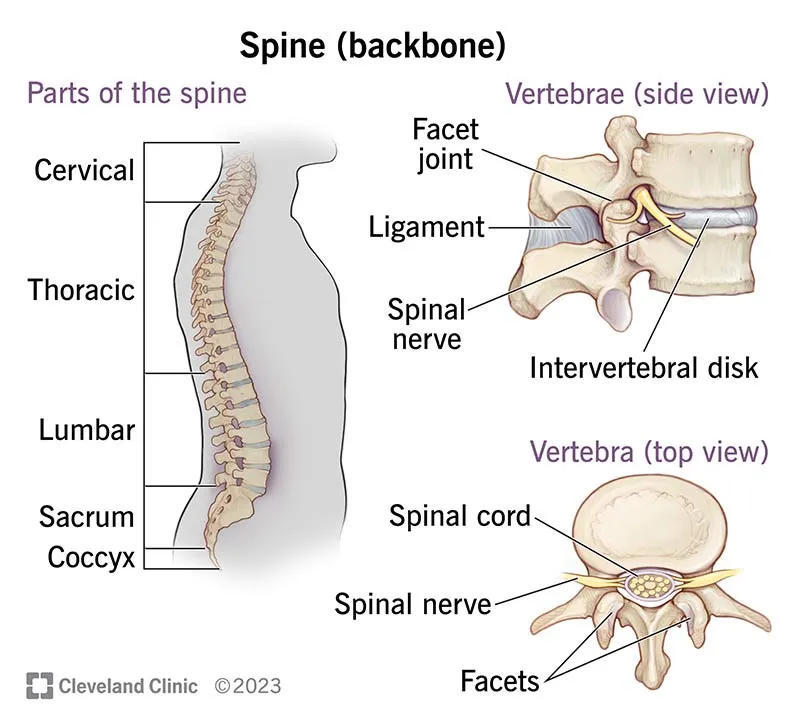 Spine Anatomy: Vertebral Column, Segments, and Curves
