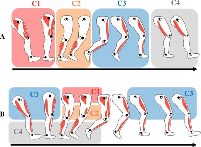 Gait cycle phases with muscle activity