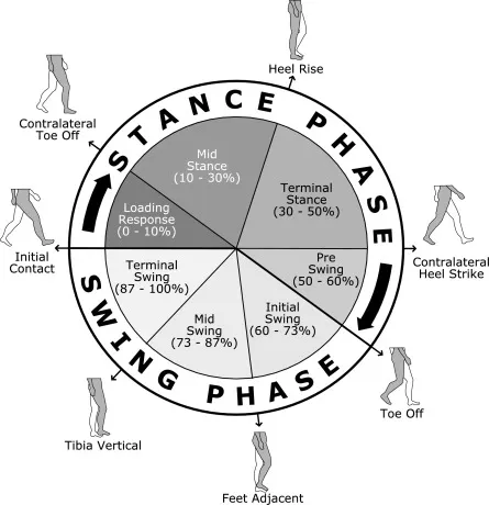 Gait Cycle Phases and Percentages