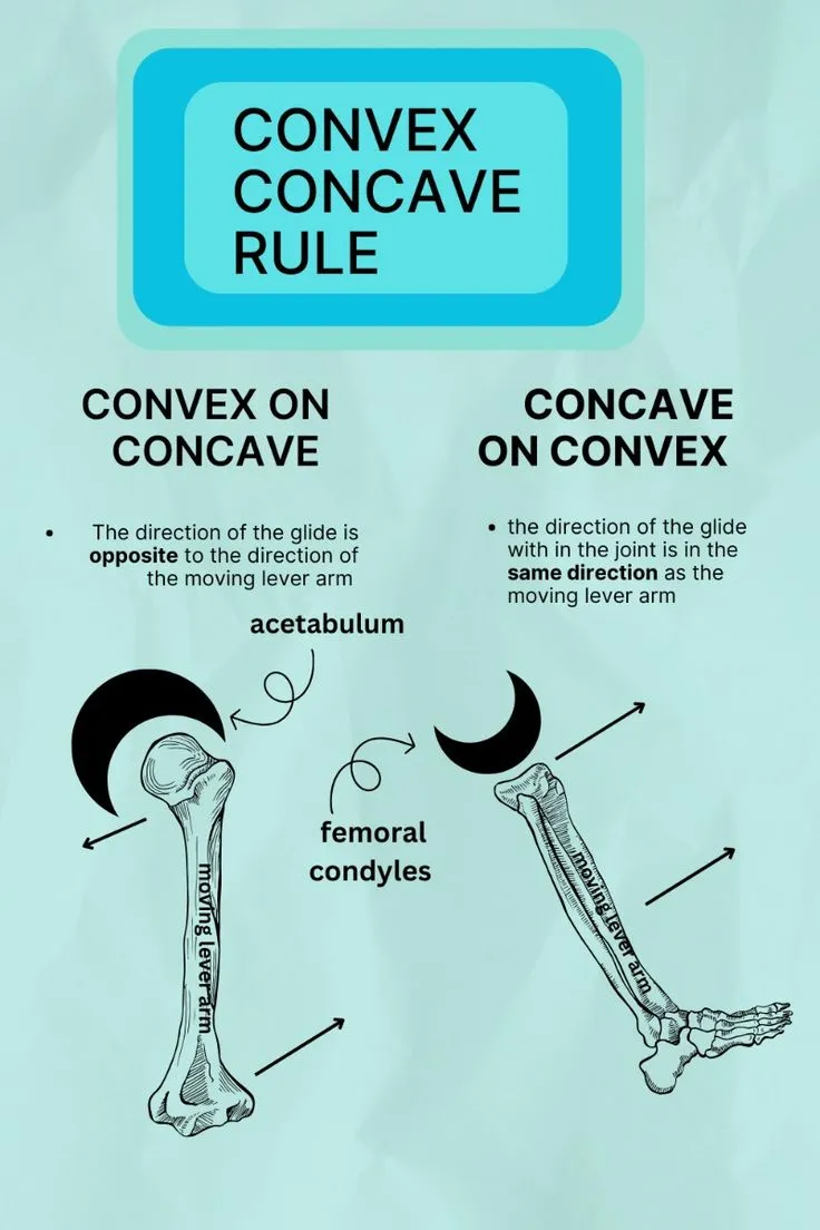 Convex-Concave Rule in Joint Movement