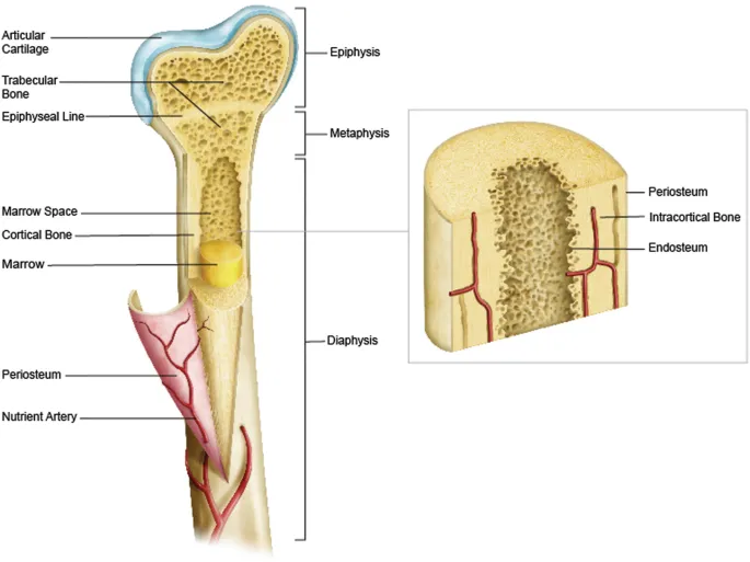 Bone Anatomy Illustration
