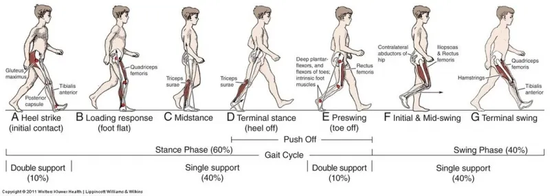 Normal Gait Cycle Phases and Muscle Activity