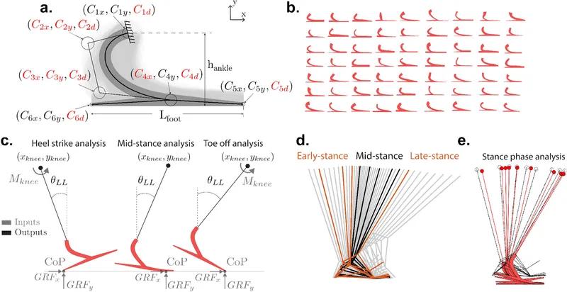 Prosthetic foot biomechanics during gait