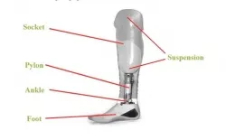 Labeled lower limb prosthetic components