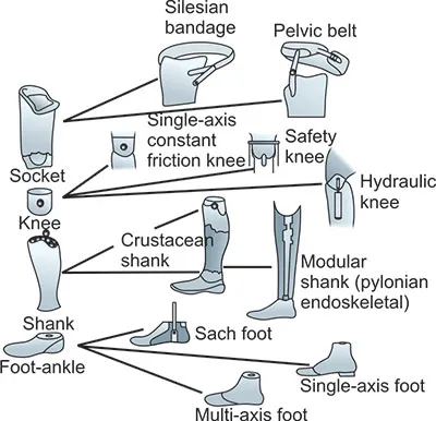 Lower limb prosthetic components diagram