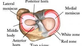 Knee Meniscus Anatomy and Blood Supply Zones