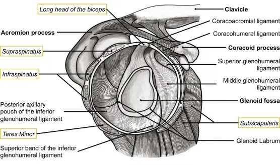 Rotator Cuff Muscles and Shoulder Anatomy