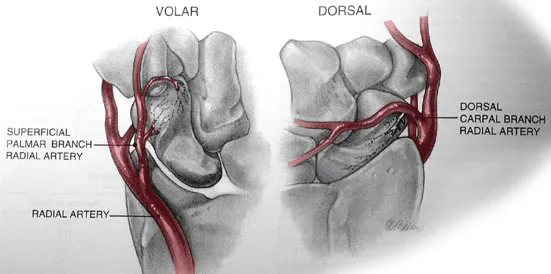 Scaphoid blood supply: Volar and Dorsal views
