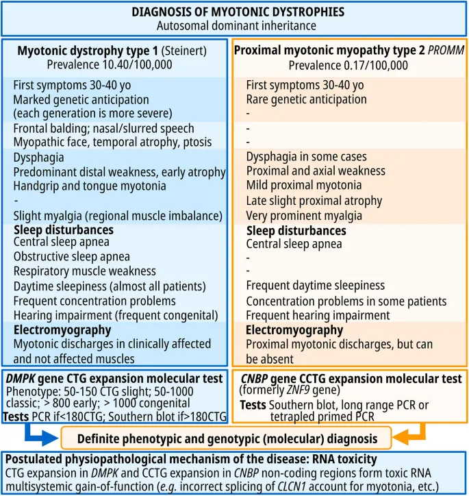 Myotonic Dystrophy Type 1 vs Type 2 Comparison