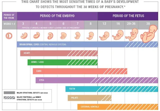 Fetal development timeline and sensitivity to defects