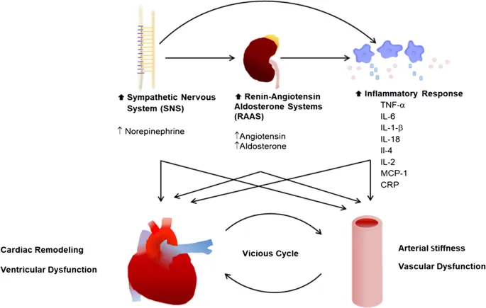 Neurohormonal activation in heart failure