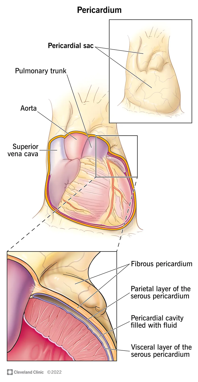 Pericardium Anatomy
