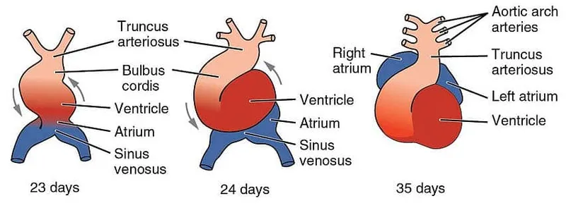 Embryonic heart tube folding and looping (23-35 days)