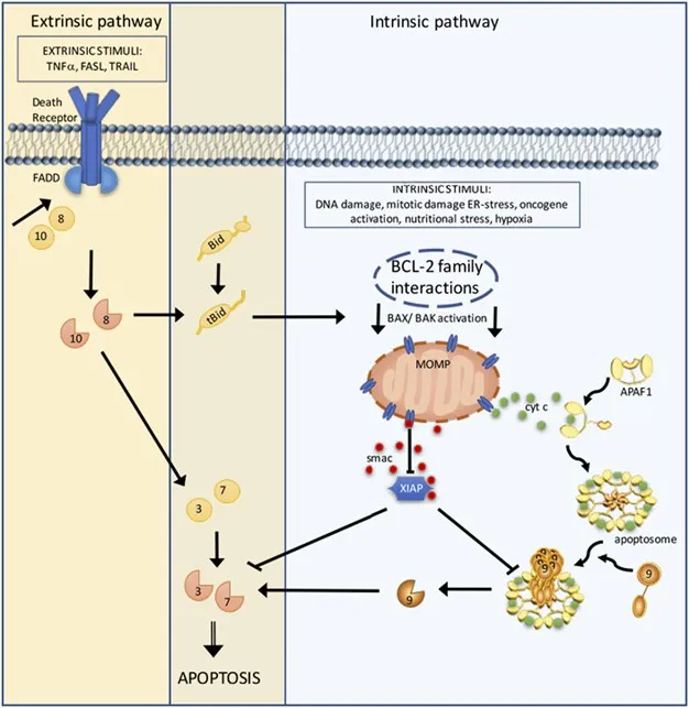 Apoptosis Pathways: Extrinsic and Intrinsic