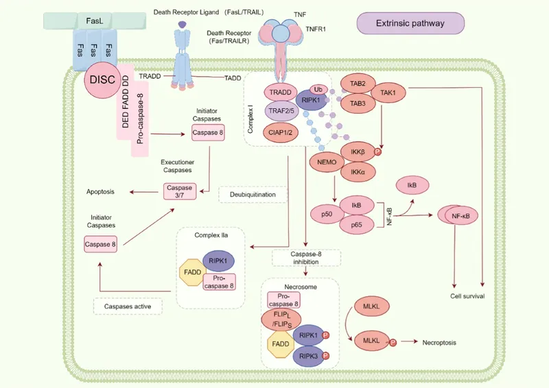 Extrinsic Apoptosis and Necroptosis Pathways
