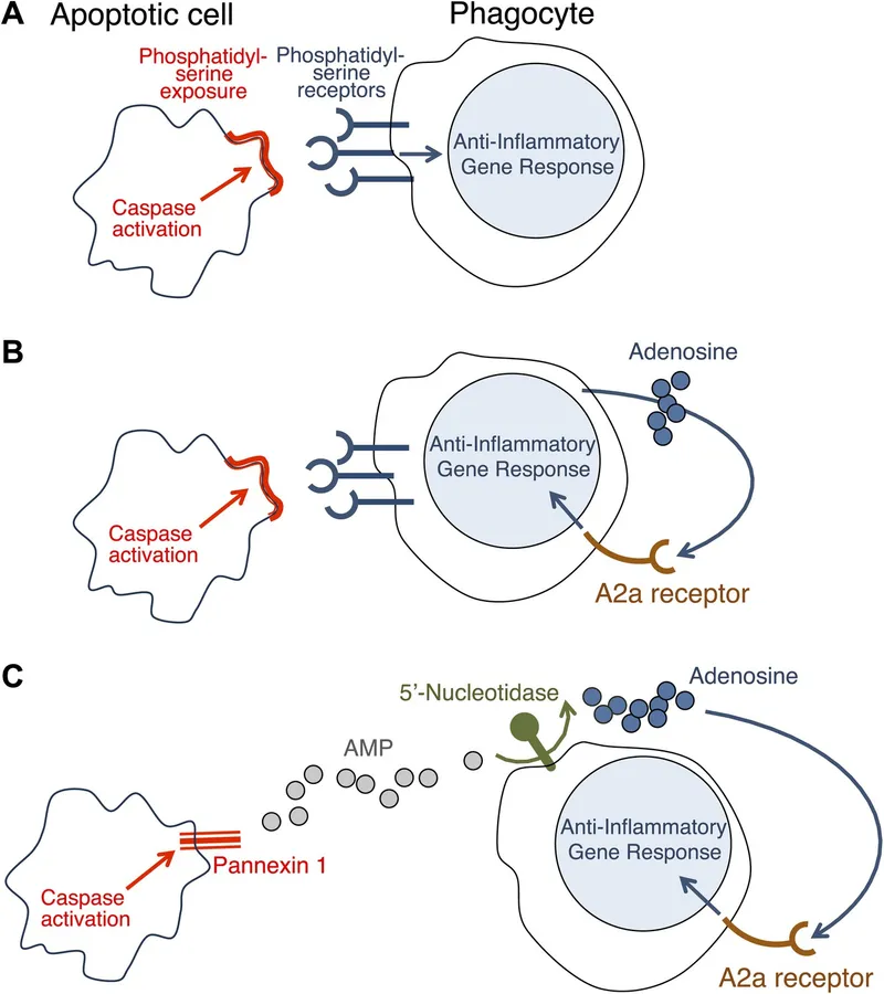 Apoptotic cell recognition and anti-inflammatory response